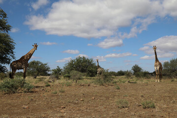 Giraffe / Giraffe / Giraffa Camelopardalis