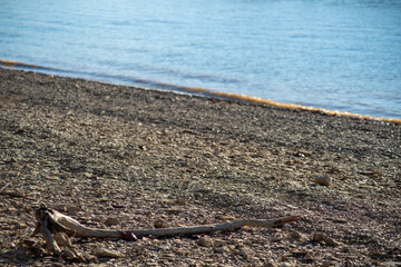 A lone piece of driftwood on a pebble beach, blue water and gentle waves beyond in defocused background.