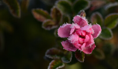 A small wild pink rose blooms on a bush and is covered with ice crystals in winter