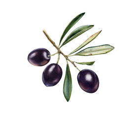 Watercolor olive branch. Ripe black fruits with leaves. Realistic botanical painting with fresh olives. Isolated illustration on white. Hand drawn food design element. High quality image