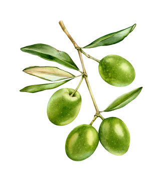 Watercolor olive branch. Ripe green fruits with leaves. Realistic botanical painting with fresh olives. Isolated illustration on white. Hand drawn food design element. High quality image
