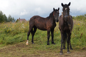Obraz premium horses in the field in autumn