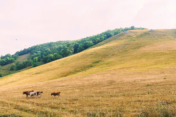Cows graze on a beautiful mountainside near the village, horizontal photo with space for text