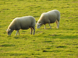 Two sheep on green grass