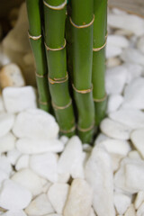 Green bamboo in a vase with white stones