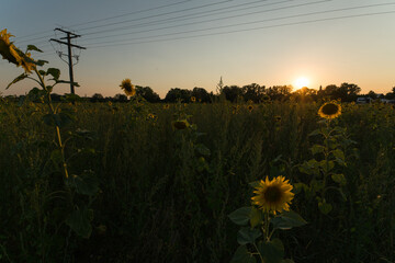 A Sunflower field in a sunset