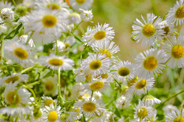 daisies in the field