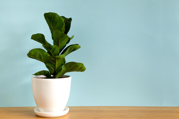 Mock up banner with copy space trending flower ficus lyrata on blue background. Summer indoor plants and urban jungle concept