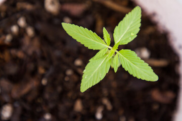 Planta de cannabis, regularizaci&oacute;n de marihuana. sembrar plantas, planta medicinal 