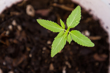 Planta de cannabis, regularizaci&oacute;n de marihuana. sembrar plantas, planta medicinal 