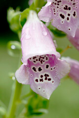 foxglove © ELINOR OSBORN
