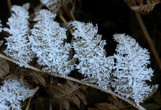 bosco d'inverno: brina su una felce