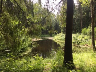 river in the forest