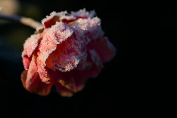 A small wild red rose blooms on a bush and is covered with ice crystals, in winter, against a dark background