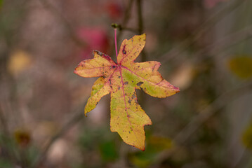 Yellow leaf