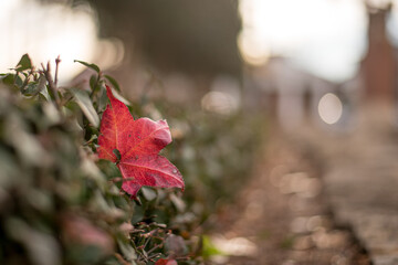 Red leaf