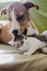 Dog and Kitten interact at home