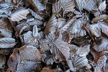 bosco d'inverno: foglie secche e brina