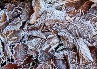 bosco d'inverno: foglie secche e brina