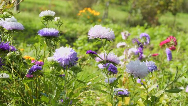 Colourful purple violet colour asters flowers in green grass bowing swinging wind light breeze summer or spring day sunny midday. Colourful artistic video, sideview footage, nature revival concept
