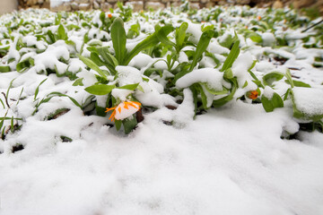 Orange Calendula flowers in the snow. White snow on flowers in the Park. In winter, calendula blooms in the Park.