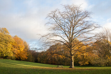 Autumn trees at Langdon Hills Country Park, Nature Reserve, Essex, England