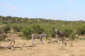 Fototapeta na wymiar Steppenzebra / Burchell's Zebra / Equus burchellii...