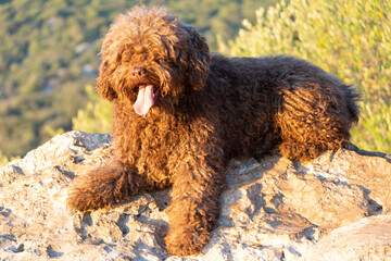 perros de raza perro de agua español