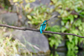 common kingfisher is on the branch