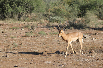 Schwarzfersenantilope / Impala / Aepyceros melampus