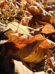 Sunny autumn 