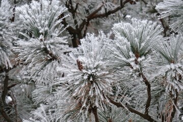 Frosty pine tree branches in winter. Moscow. Idaho. United States of America 