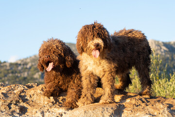 perros de raza perro de agua español