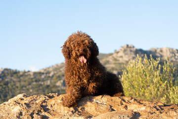 perros de raza perro de agua español