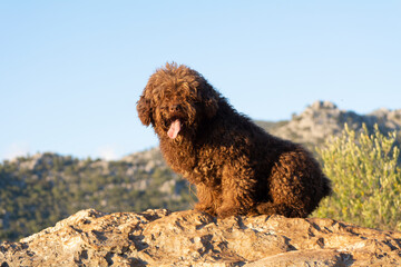 perros de raza perro de agua espa&ntilde;ol