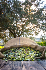 Harvested fresh olives in sacks in a field in Crete, Greece for olive oil production, using green...