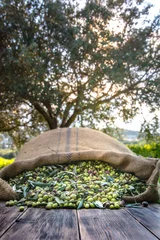 Keuken spatwand met foto Harvested fresh olives in sacks in a field in Crete, Greece for olive oil production, using green nets. © gatsi