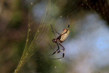 ARAÑA INSECTO,TELARAÑA,CASA ARAÑA,TRAMPA,RED DE ARAÑA,BOSQUE,ARACNIDO,