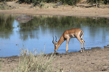 Schwarzfersenantilope / Impala / Aepyceros melampus