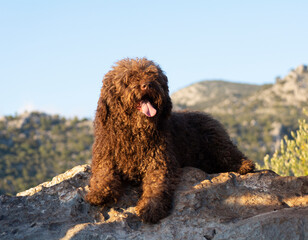 perros de raza perro de agua español