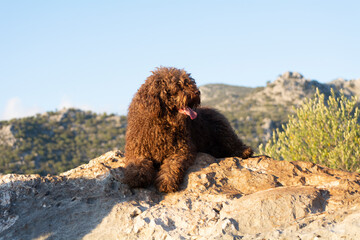 perros de raza perro de agua espa&ntilde;ol