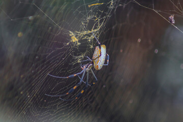 ARAÑA INSECTO,TELARAÑA,CASA ARAÑA,TRAMPA,RED DE ARAÑA,BOSQUE,ARACNIDO,MACRO,
