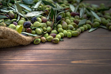 Harvested fresh olives in sacks for olive oil production, on a wooden table, Crete, Greece