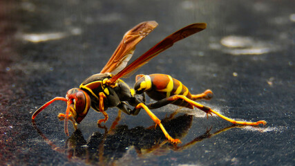 AVISPA, GUITARRILLA, AVISPON,ASECTO,PICADURA,