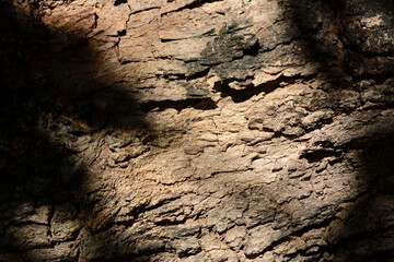 Tropical leaves natural shadow on the bark background.