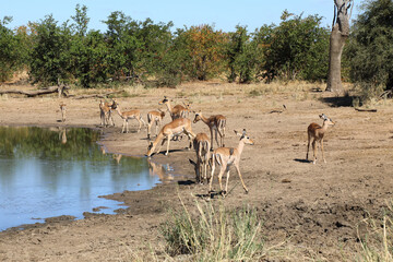 Schwarzfersenantilope / Impala / Aepyceros melampus..