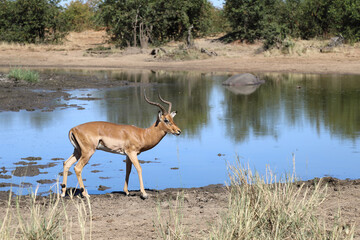 Schwarzfersenantilope / Impala / Aepyceros melampus