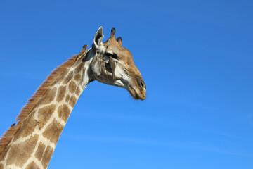 Giraffe und Gelbschnabel-Madenhacker / Giraffe and Yellow-billed oxpecker / Giraffa Camelopardalis et Buphagus africanus