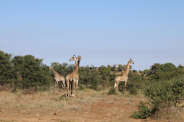 Giraffe / Giraffe / Giraffa Camelopardalis