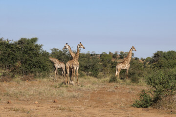 Giraffe / Giraffe / Giraffa Camelopardalis